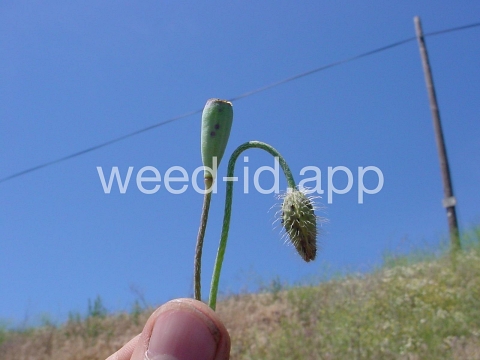poppy, field